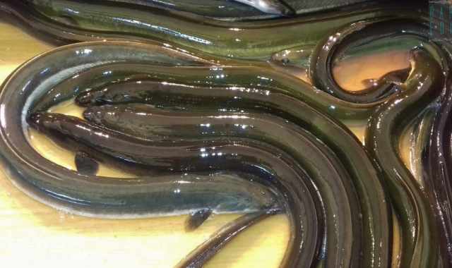 Bari, non  cenone di Natale senza capitone: ma perch si mangia proprio questo pesce?